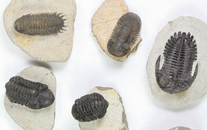 Lot: Assorted Devonian Trilobites - Pieces #76918